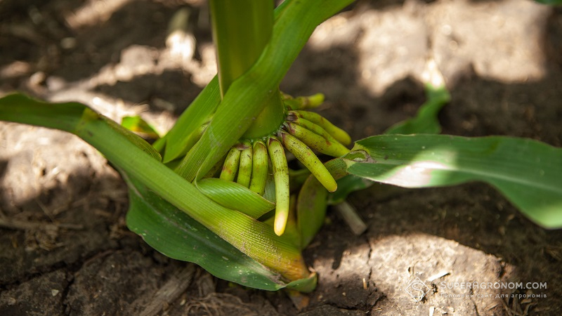 Коренева система кукурудзи 