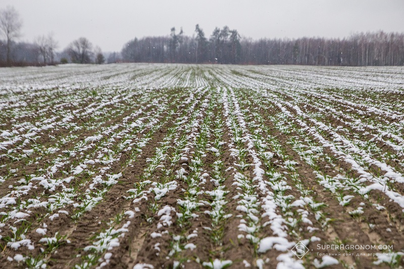 Посіви озимої пшениці під снігом