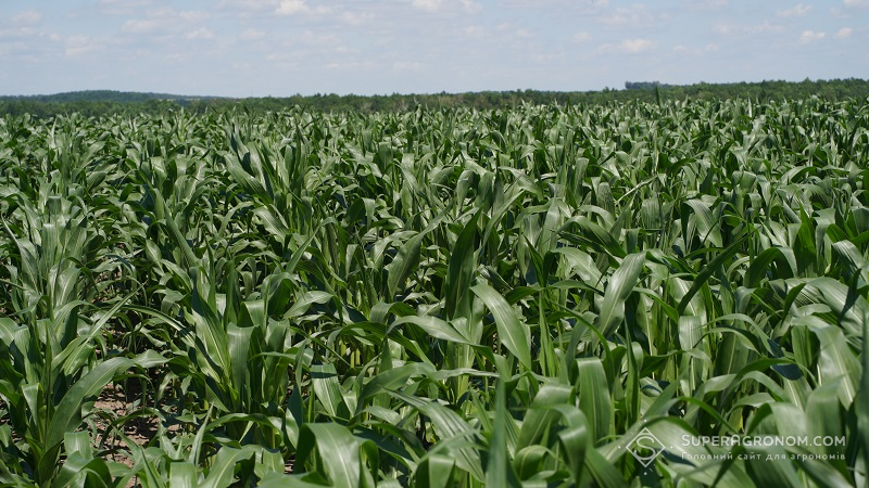 Посіви кукурудзи у ТОВ «Бродецьке МГП»