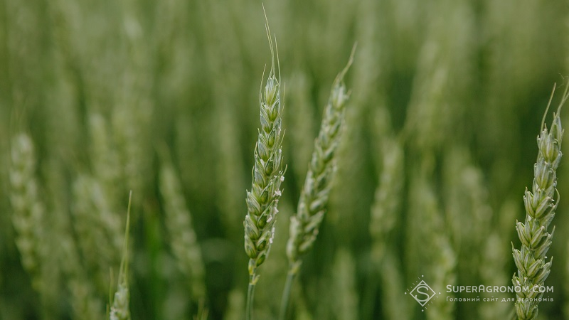 Яра пшениця у господарстві ТОВ «Жоравська нива»
