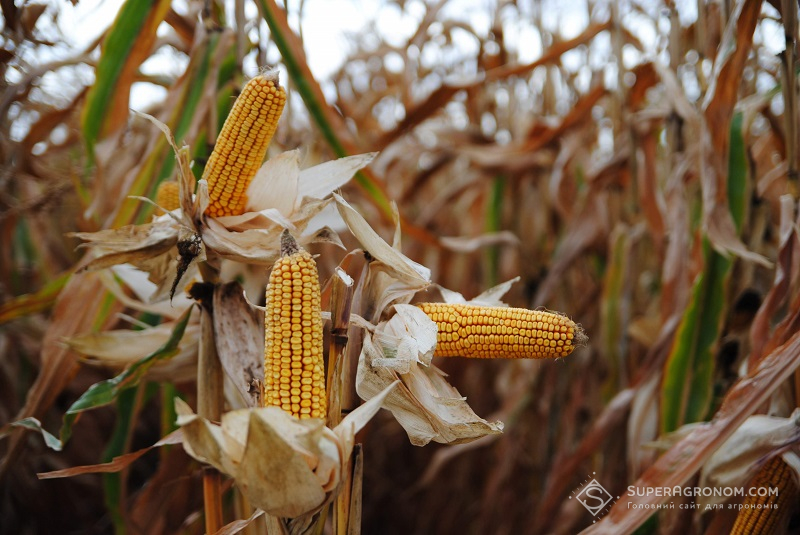Кукурудза-2020: уроки та висновки зі складного сезону фото 3 LNZ Group