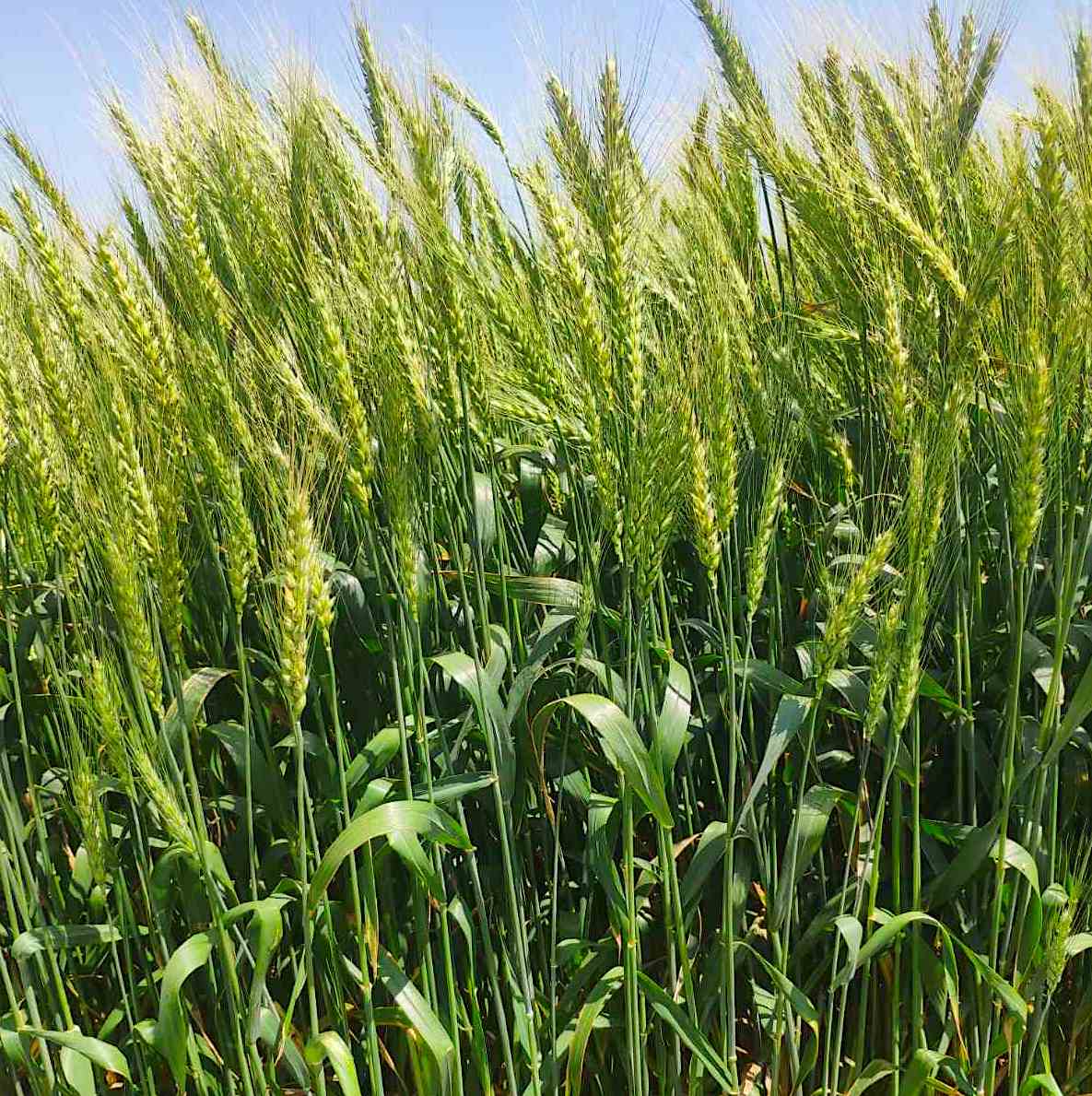 Посіви пшениці на полях ТОВ «СТ «Івашківський інкубатор»