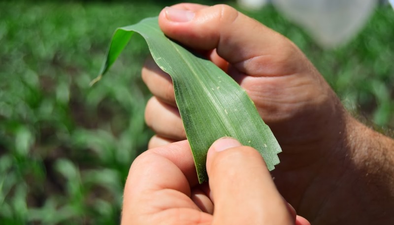 Огляд листя кукурудзи на наявність шкідників