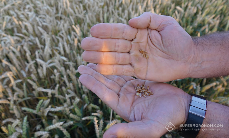 Озима пшениця в господарстві Агрокрай