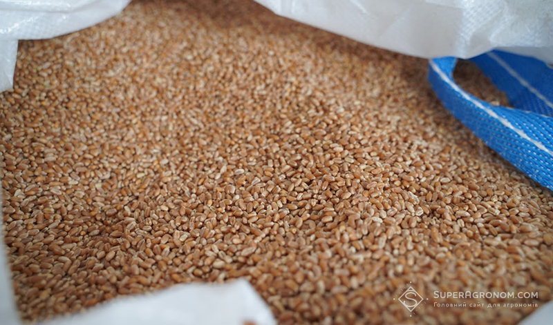 Зерно озимої пшениці