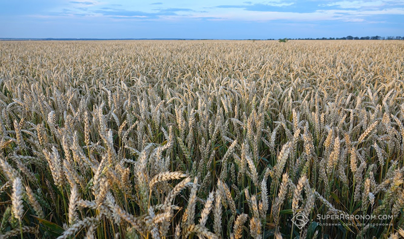Посіви озимої пшениці у ТОВ «АГРОКРАЙ»