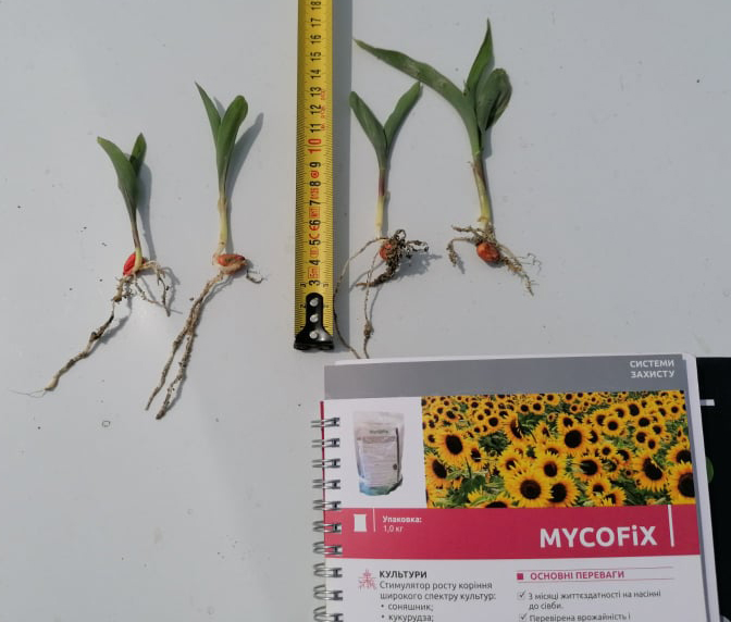 Застосування препарату MycoFix на кукурудзі (праворуч) порівняно з контролем (ліворуч)