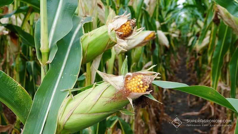 Пошкоджені качани кукурудзи