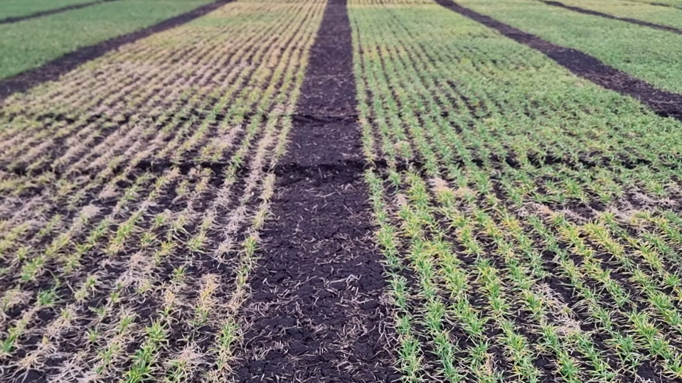 Ліворуч - сорт Каліфорнія, праворуч - Дев'ятий вал