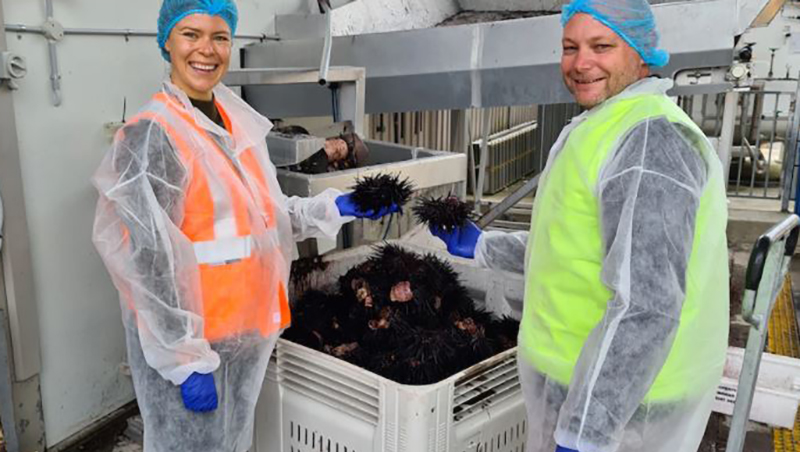 Австралійські науковці з морськими їжаками, які потім перетворяться на добрива (Фото: ABC Rural: Fiona Breen)