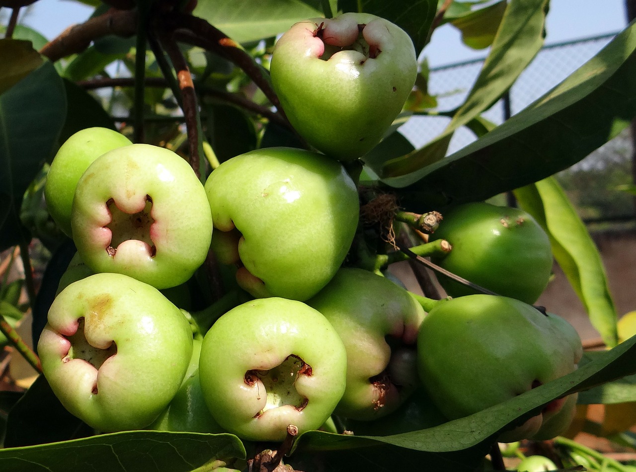 Тайські воскові яблука. Фото: pixabay.com