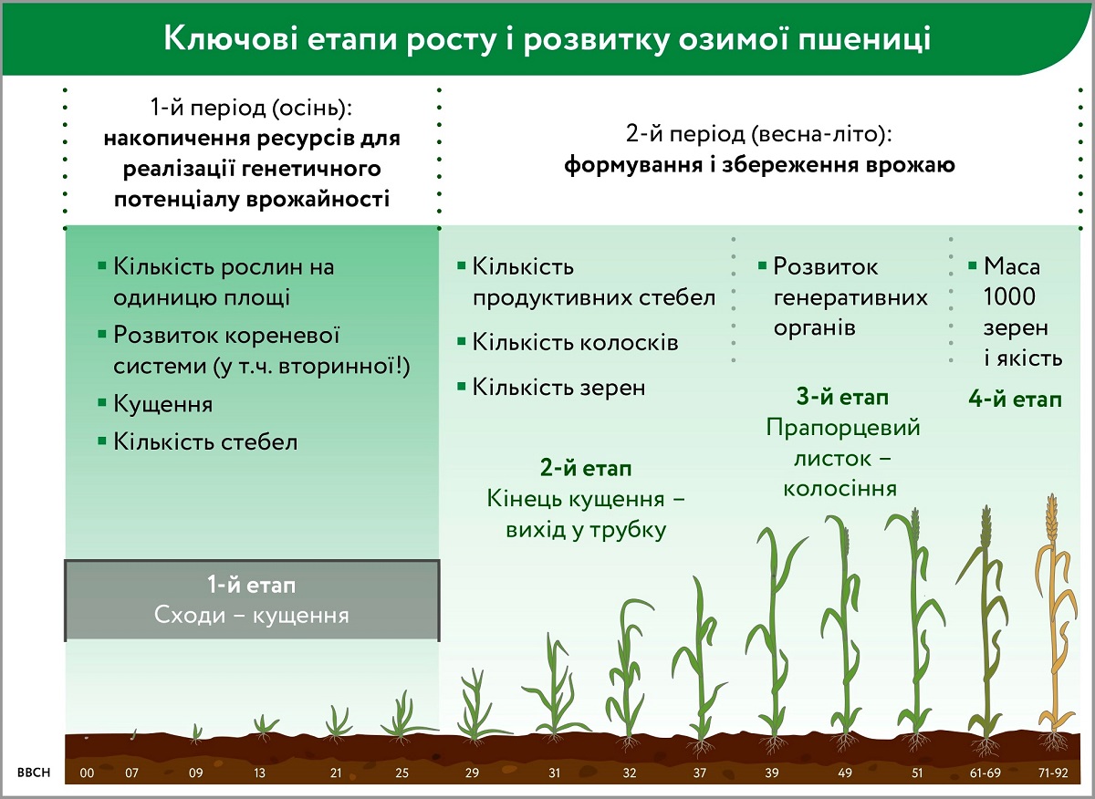Рис.1. Ключові етапи росту і розвитку озимої пшениці