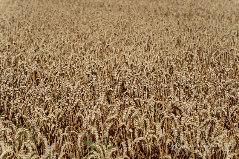 Посіви озимої пшениці