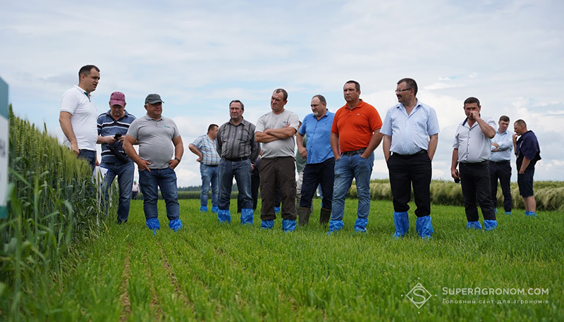 Учасники зустрічі на дослідних ділянках сортів озимої пшениці селекції ДСВ