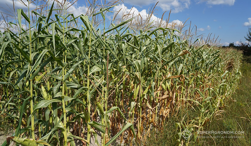 На краю поля видно пропуски обприскувача і, відповідно, різницю між не обробленим та обробленим рядками кукурудзи