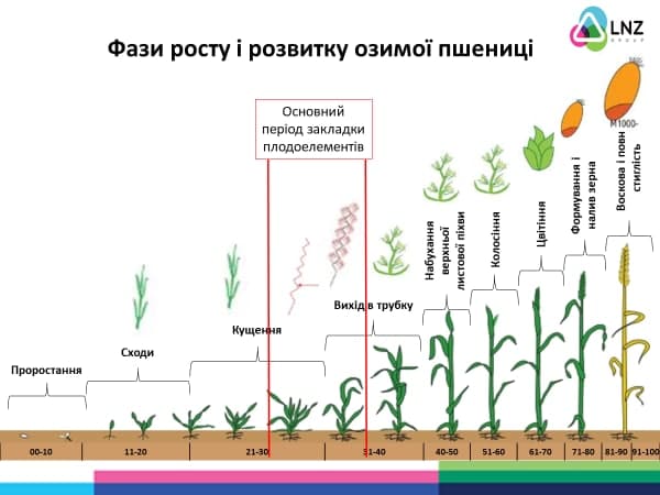Фази росту і розвитку озимої пшениці