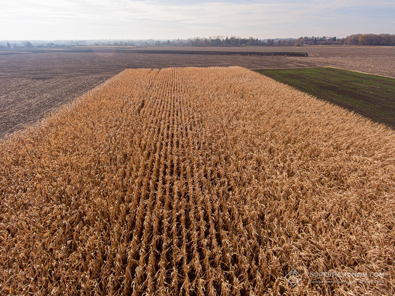 Посіви кукурудзи в СФГ «Відродження»