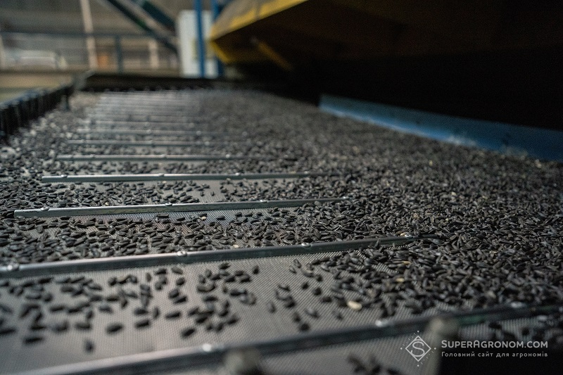 Виробництво насіння соняшнику на заводі «Агрокомплекс-2012»