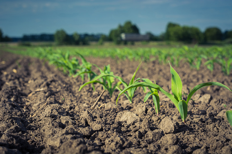 Ефективність дії ґрунтових гербіцидів у посівах кукурудзи (фото надано компанією UKRAVIT)
