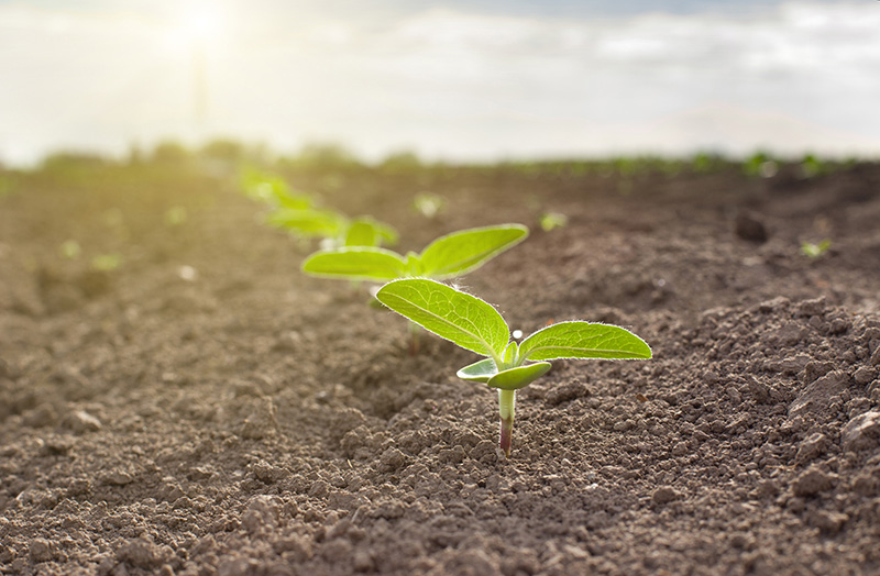 Дія ґрунтових гербіцидів у посівах соняшнику (фото надано компанією UKRAVIT)
