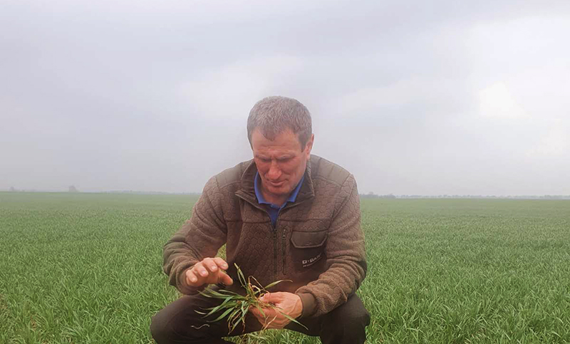 Віктор Чайківський обстежує посіви озимої пшениці