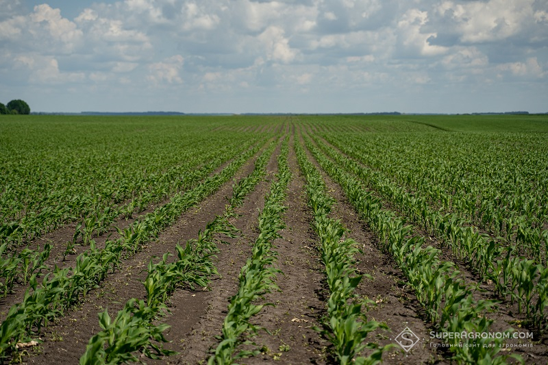 Посіви кукурудзи