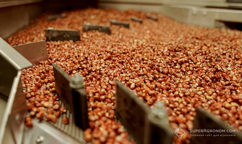 Виробництво насіння кукурудзи на насіннєвому заводі АФ Степова