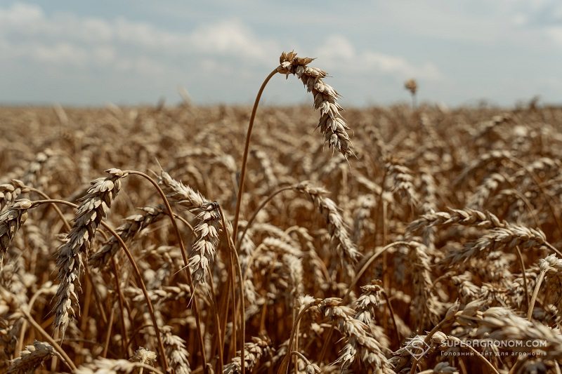 Урожайність пшениці
