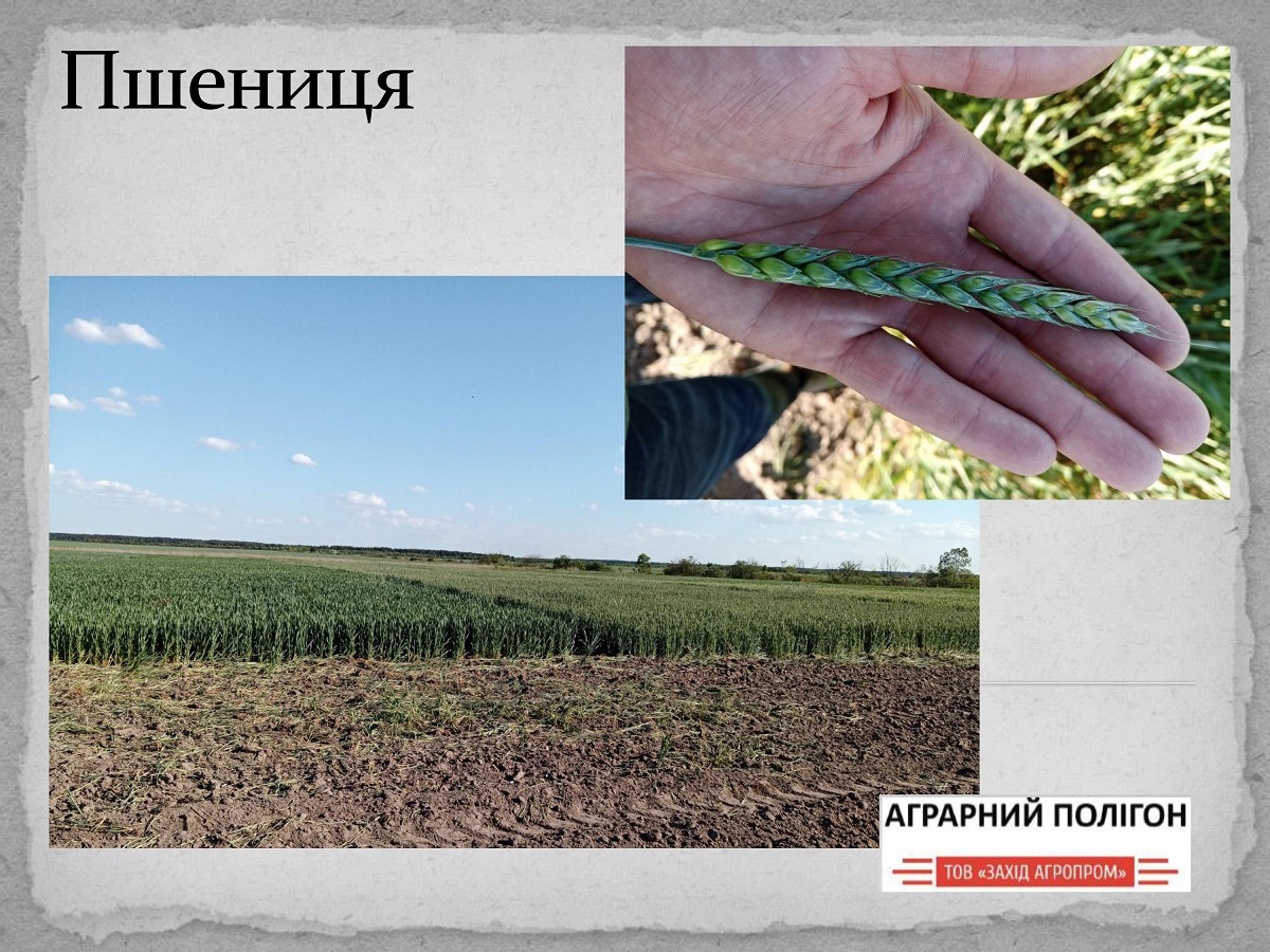 Посіви пшениці озимої станом на 10.06.21