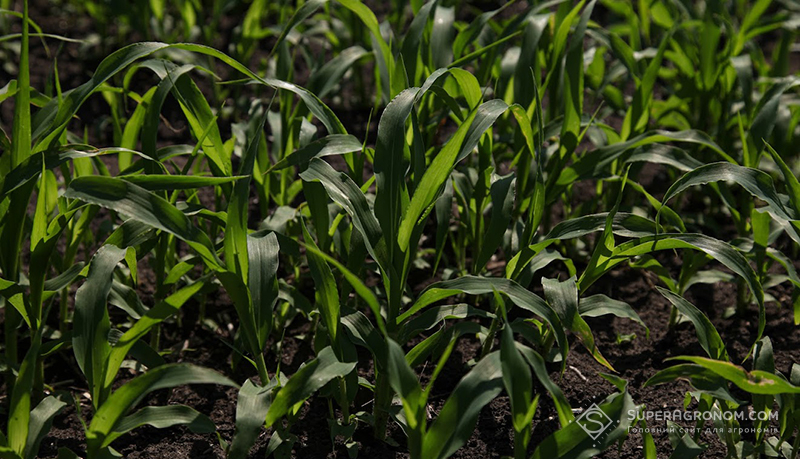 Сходи кукурудзи на Одещині на початку червня