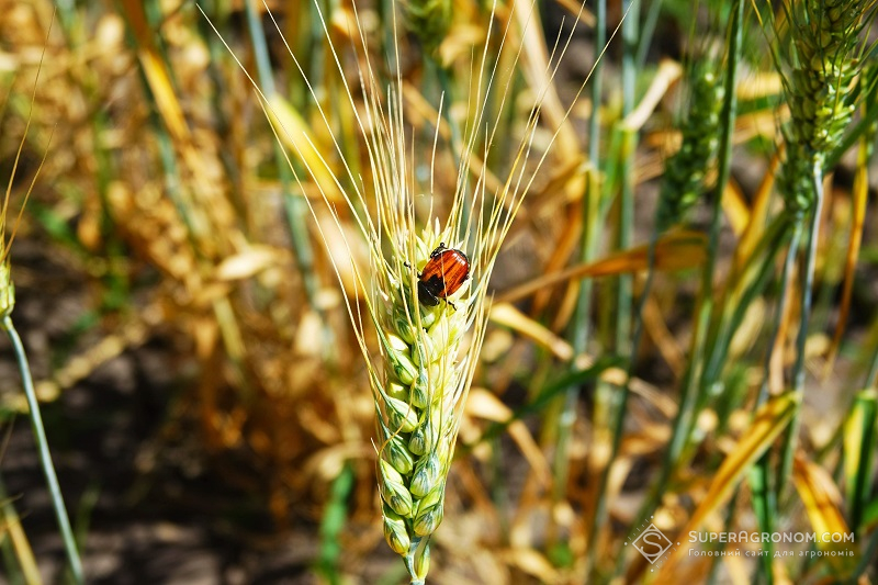 Хлібний жук на колосі пшениці