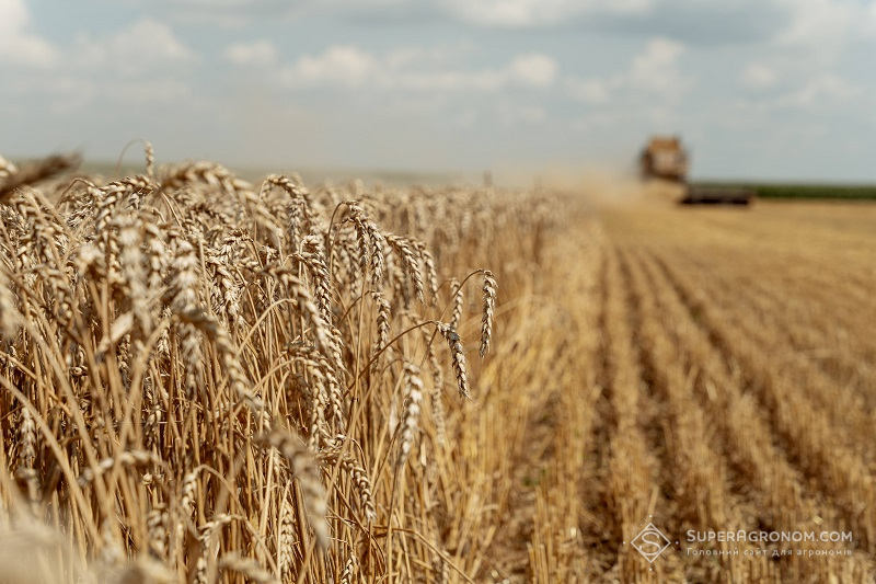 Збирання врожаю пшениці