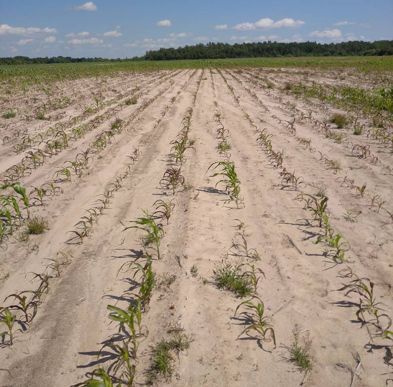 Дерново-підзолисті ґрунти з підвищеною кислотністю ґрунтвого розчину, де через погані фізичні й фізико-хімічні властивості ґрунту спостерігається пригнічення розвитку рослин кукурудзи