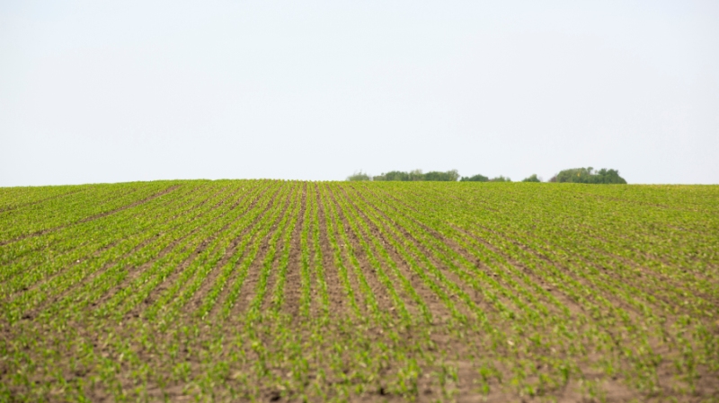 Посіви кукурудзи за технологією High Population (HP)