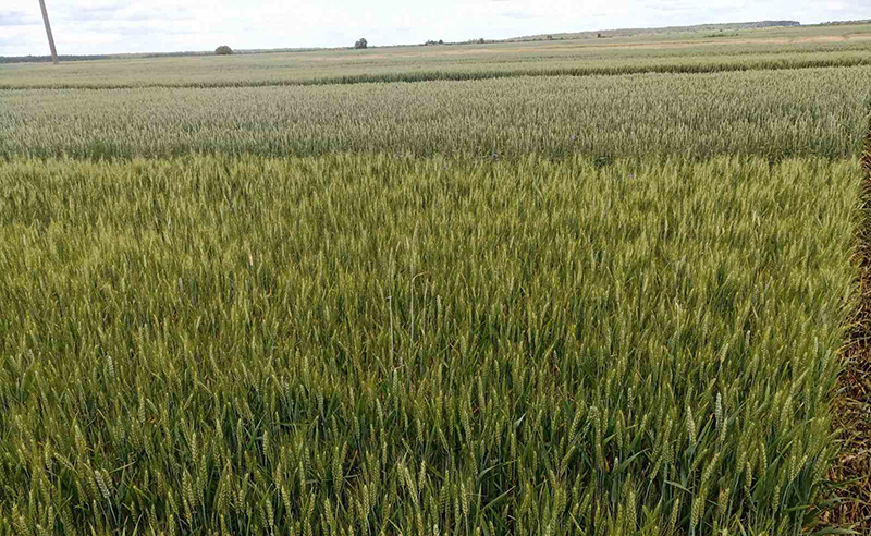 Випробувальні ділянки пшениці на Аграрному Полігоні ТОВ «Захід Агропром»
