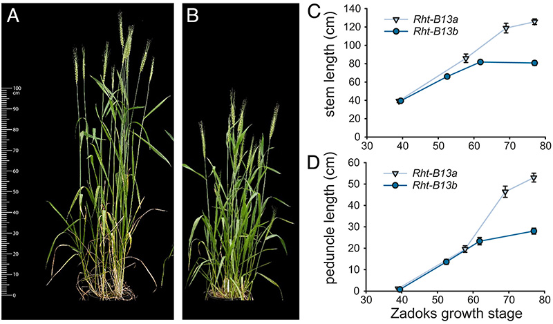 Фенотипові характеристики Magnif (Rht-B13a) і Magnif M (Rht-B13b). (A) Magnif і (B) Magnif M, вирощені в тепличних умовах на стадії росту Zadoks 69. Хід розвитку (C) довжини стебла та (D) довжини плодоніжки у пшениці, вирощеної в польових умовах. Точки даних поєднують вимірювання 5-10 окремих рослин, вирощених у полі (Джерело: Proceedings of the National Academy of Sciences)