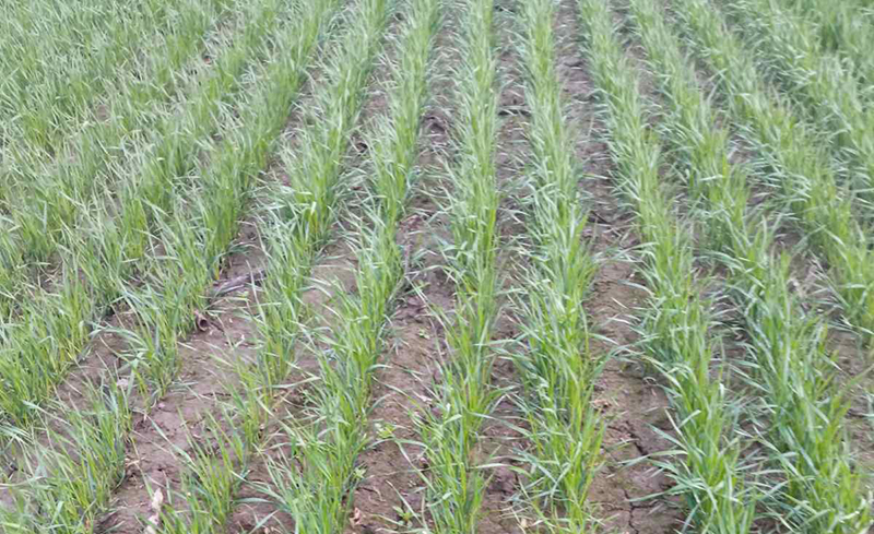 Озима пшениця в період «кінець кущіння — початок виходу в трубку» (ВВСН 27-32)