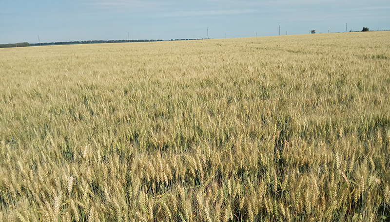 Озима пшениця у фазі середина воскової стиглості ВВСН 85