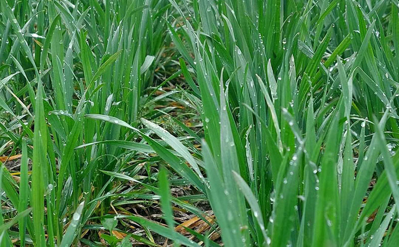 Вологий ґрунт і краплинки вологи на листях озимої пшениці після опадів. Кращий ефект від листкового підживлення, внесення гербіцидів, фунгіцидів, інсектицидів дроном-обприскувачем за ультрамалооб’ємного обприскування спостерігається після дощу і при росі з 4-ї до 8-ї години ранку