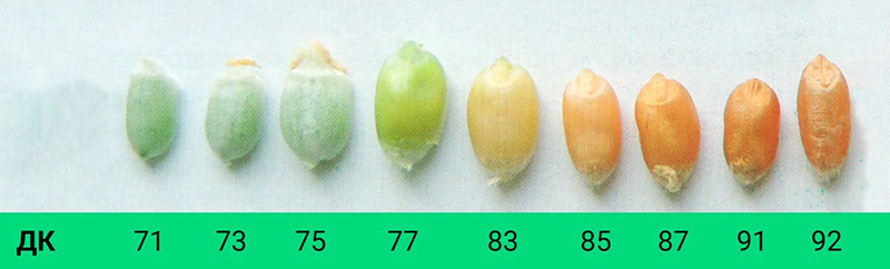 Фаза молочної стиглості зерна пшениці, ДК 70-79