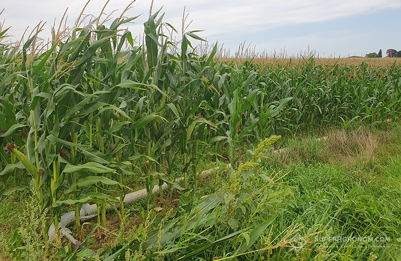 Поле кукурудзи на зрошенні — труби підводять воду зі свердловини для дощувальної машини