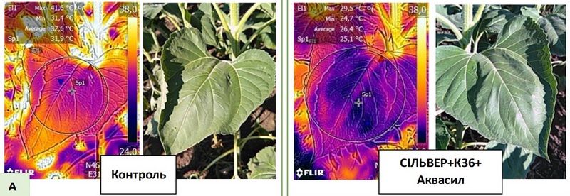 Термо зображення листків соняшнику (камера FLIR) під дією обробок