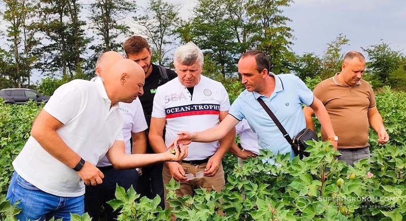 Робоча поїздка в господарства Одещини, які експериментально вирощують бавовник