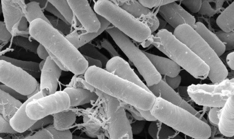 Бактерія Bacillus thuringiensіs (https://uk.wikipedia.org/wiki/Bacillus_subtilis)