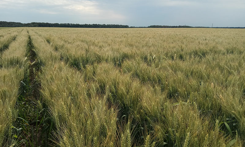 Озима пшениця, вирощена з використанням індукторів системної стійкості
