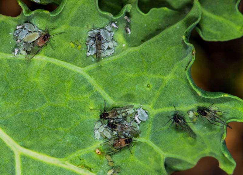 Капустяна попелиця живиться на ріпаку, фото: farmer.pl