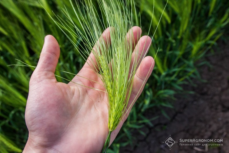 Зернові залишають ґрунт у чистому фітосанітарному стані, що сприяє кращому укоріненню люцерни