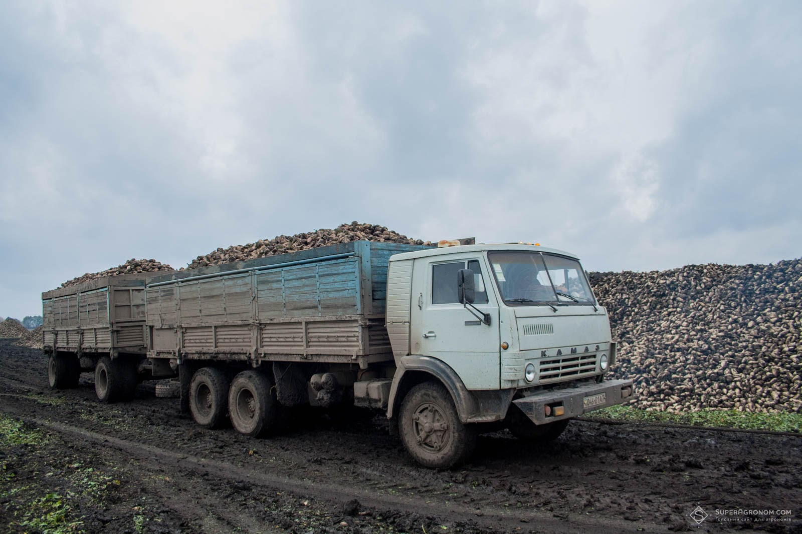 Транспортування буряків