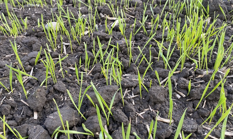 Сходи озимої пшениці