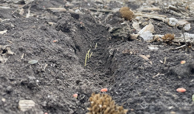 Сходи пшениці